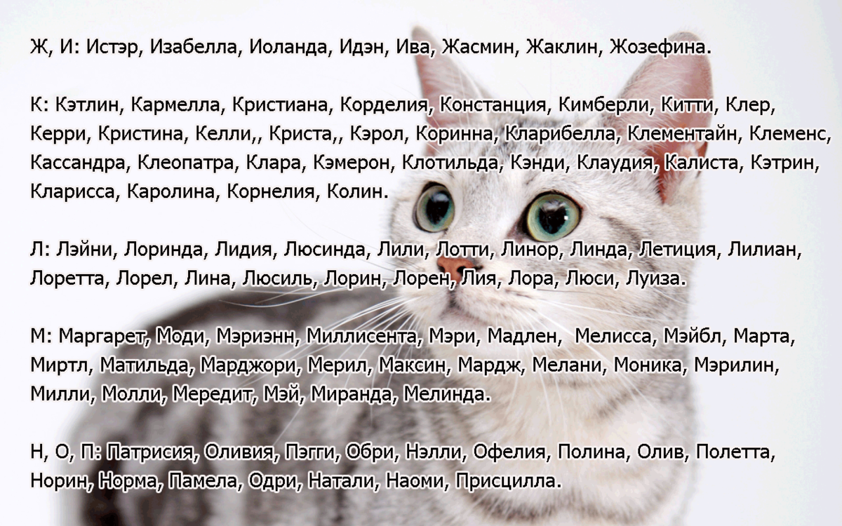350+ красивых кличек для котов мальчиков, красивые и легкие имена для котов и котят