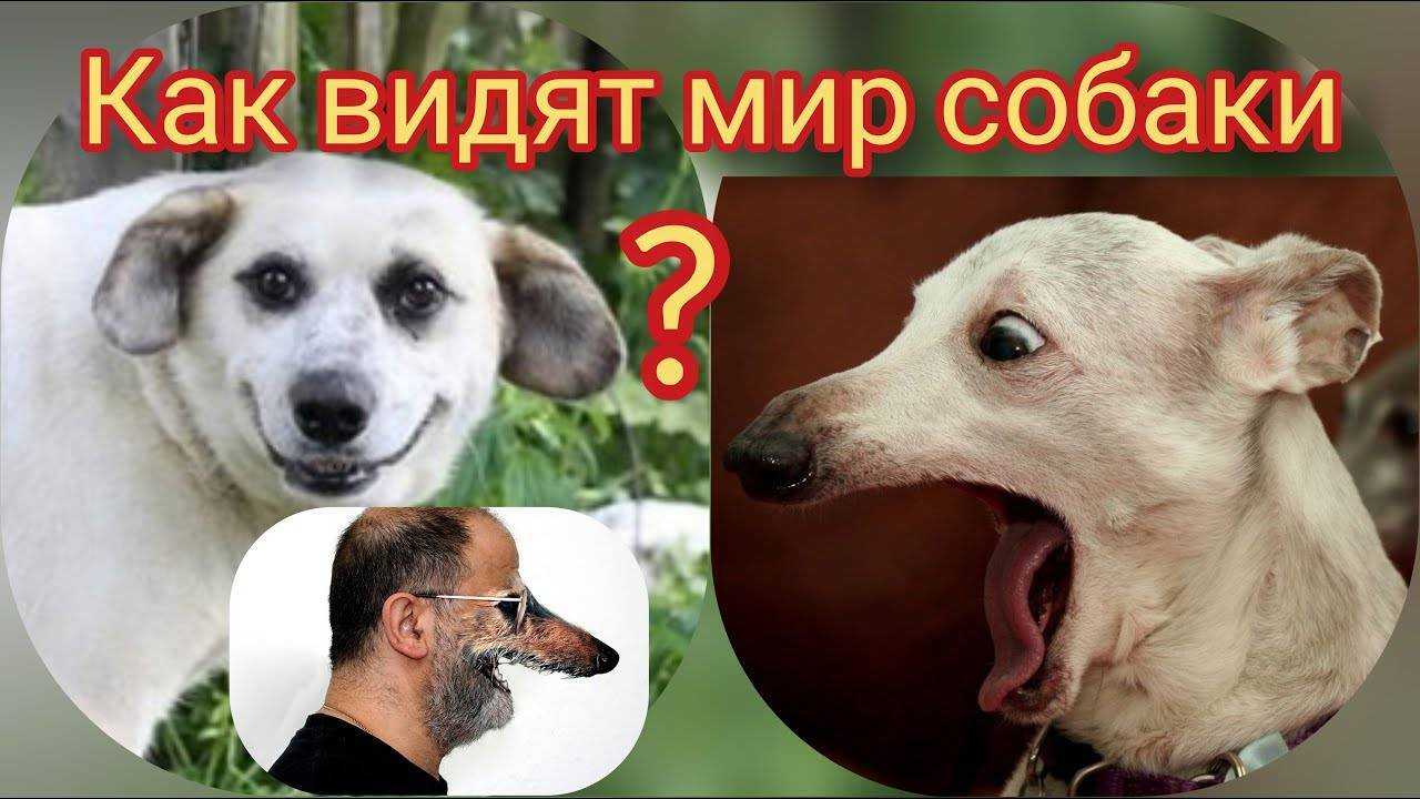 Какое зрение у собаки, как видит собака