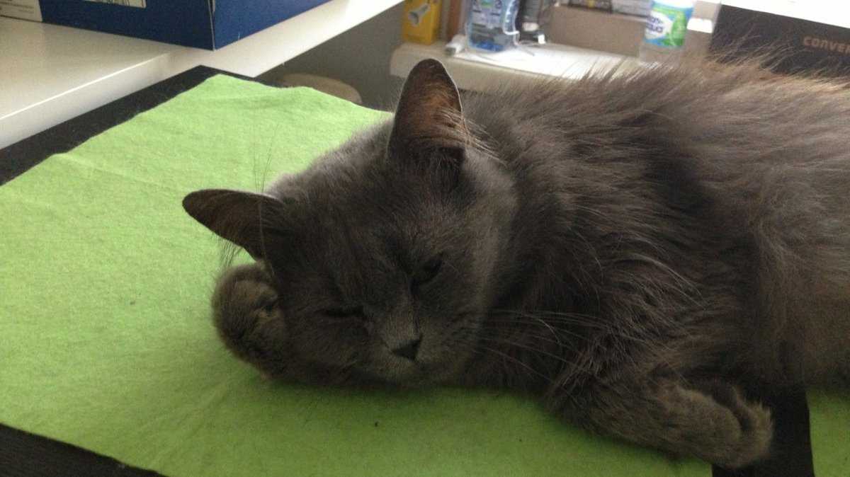 Раны у кота после драки помощь, рана на голове, гнойная рана, чем лечить