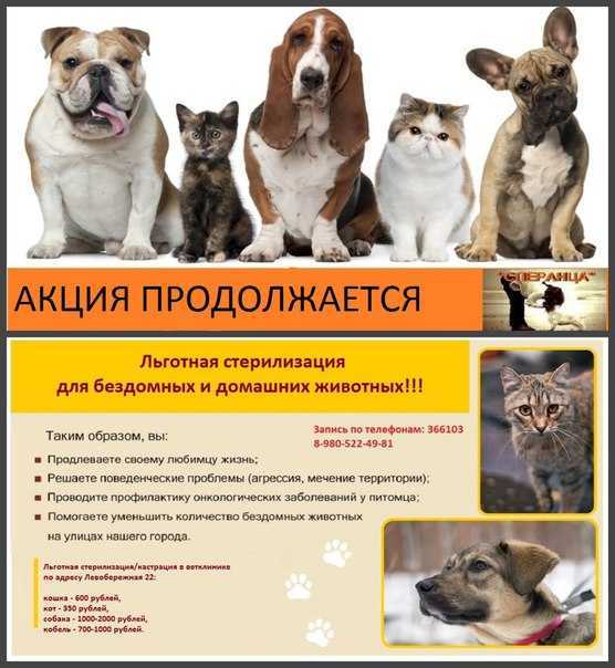 Стерилизация собак – прихоть или необходимость?