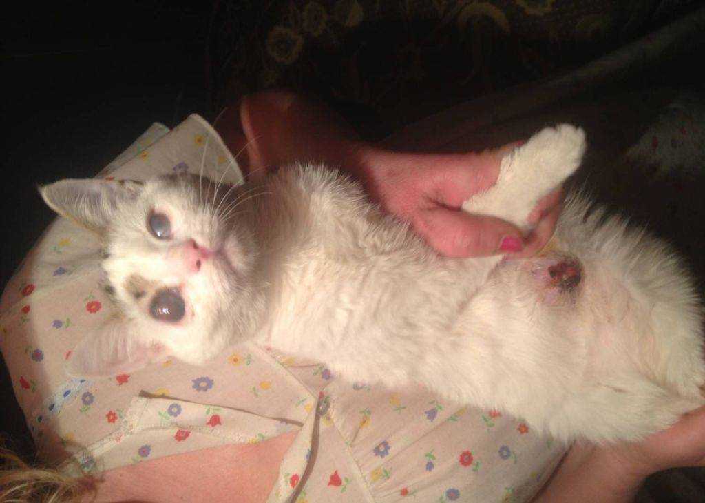 Онкология кошек