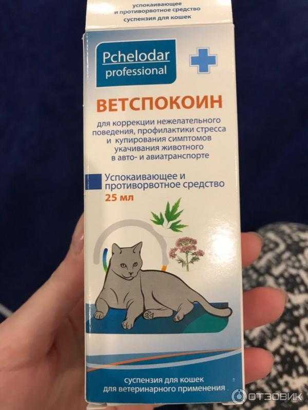 Гиперактивный котенок: слишком активное животное, причины поведения и действия владельцев