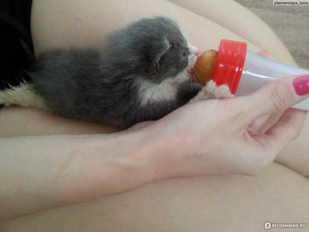 Чем можно кормить маленьких котят