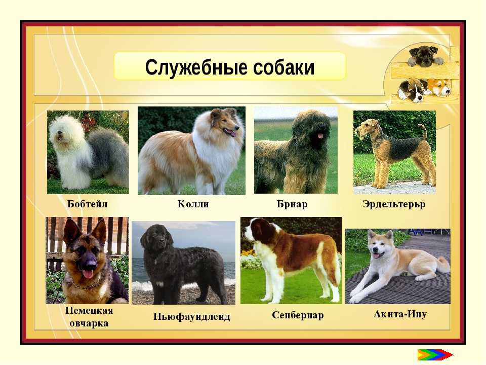 Собака-компаньон