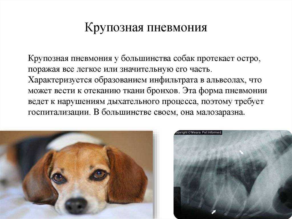 Может ли собака простудиться или заболеть гриппом | hill's