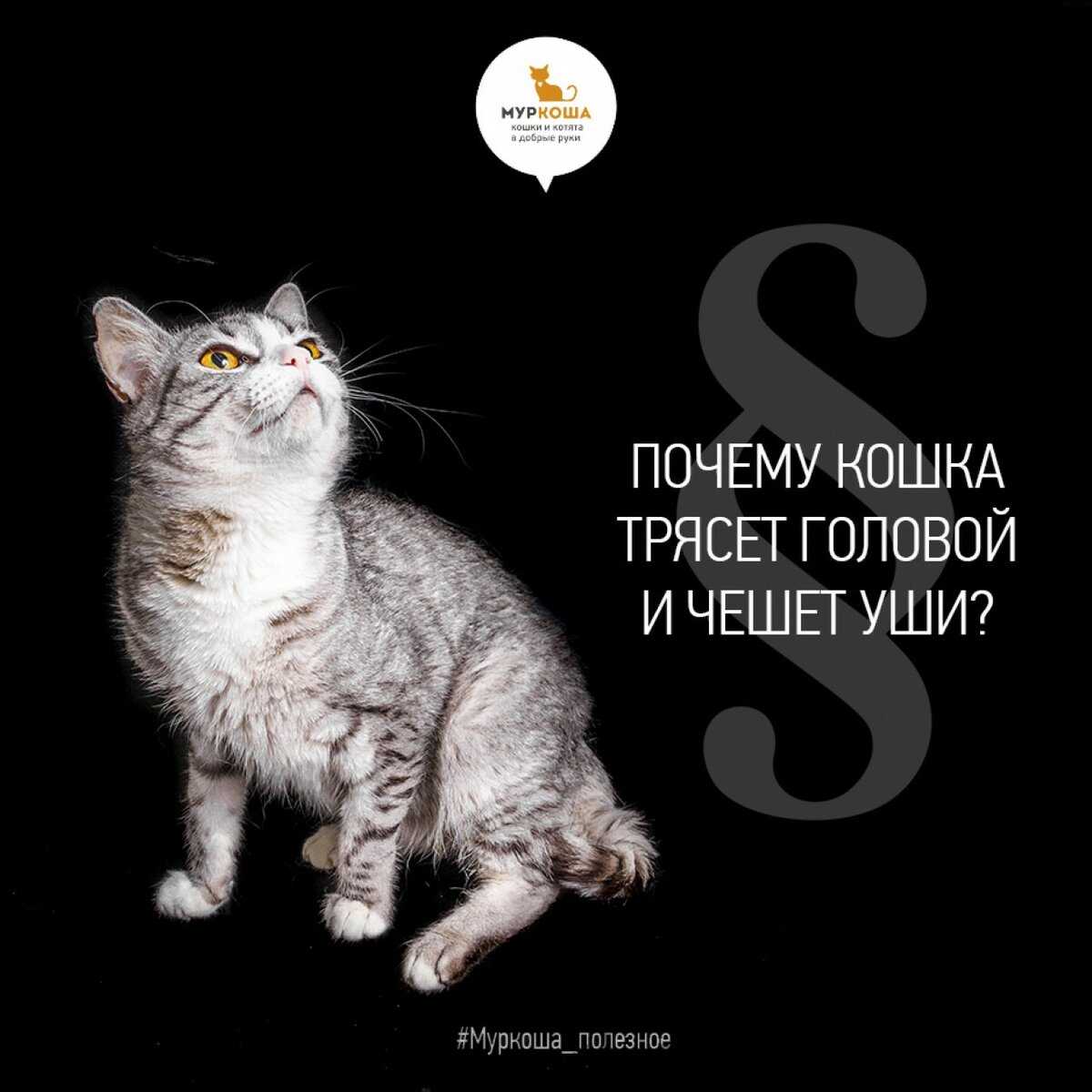 Кошка трясет головой и чешет уши: причины, как и чем помочь питомцу | ваши питомцы