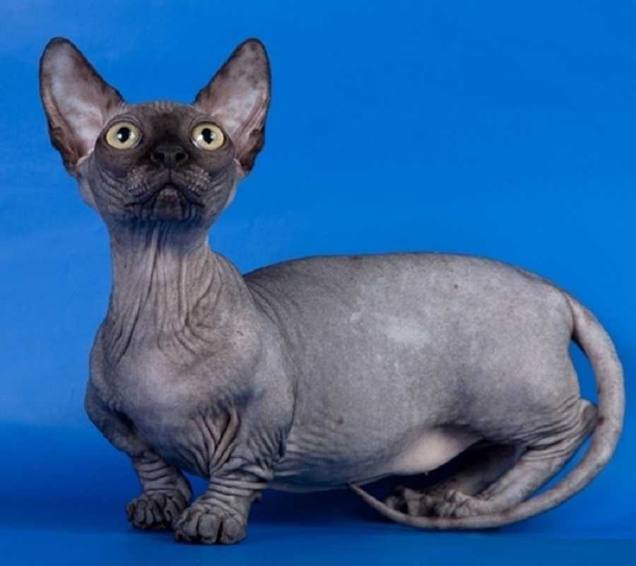Маленькие кошки: топ-10 самых маленьких кошек, фото кошек миниатюрных пород