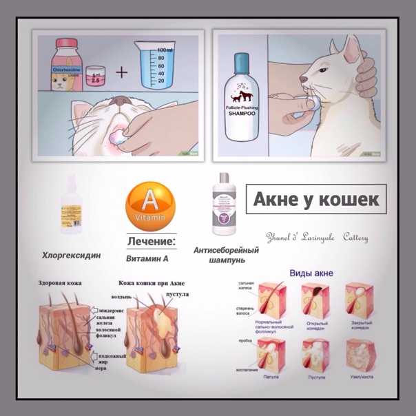 Как лечить акне у кошек: 14 шагов (с иллюстрациями)