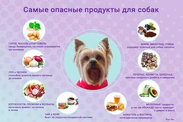 Какие лакомства нельзя давать собакам: список продуктов, возможные проблемы
