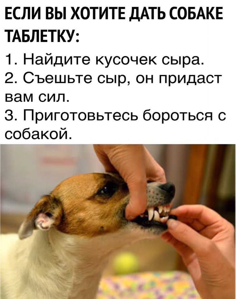 Как дать собаке таблетку: пошаговая инструкция