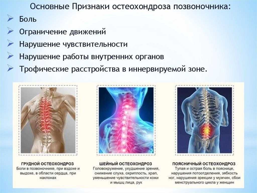 Почему щенок горбится и горбит спину при движении? - 5 причин и как помочь