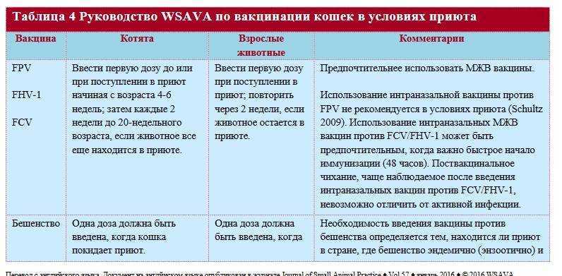 Прививки котятам: какие и когда делать, нужна ли вакцинация домашним кошкам