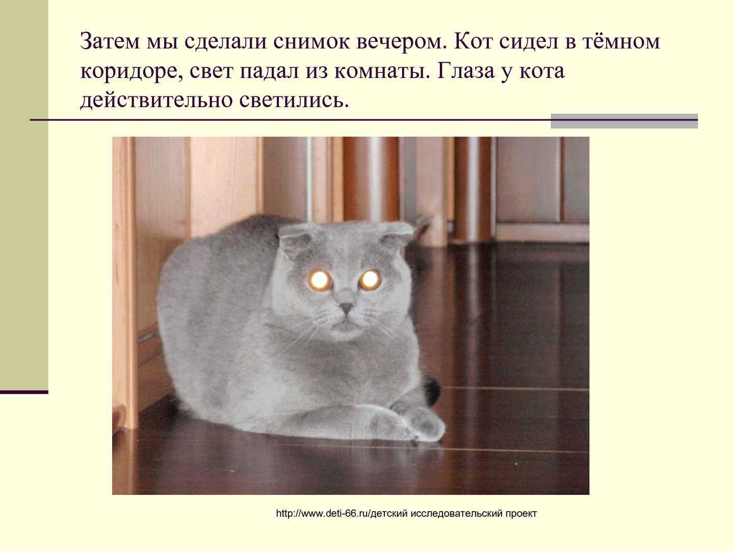 Почему у кошек светятся глаза в темноте? тайны кошачьего глаза- обзор +видео