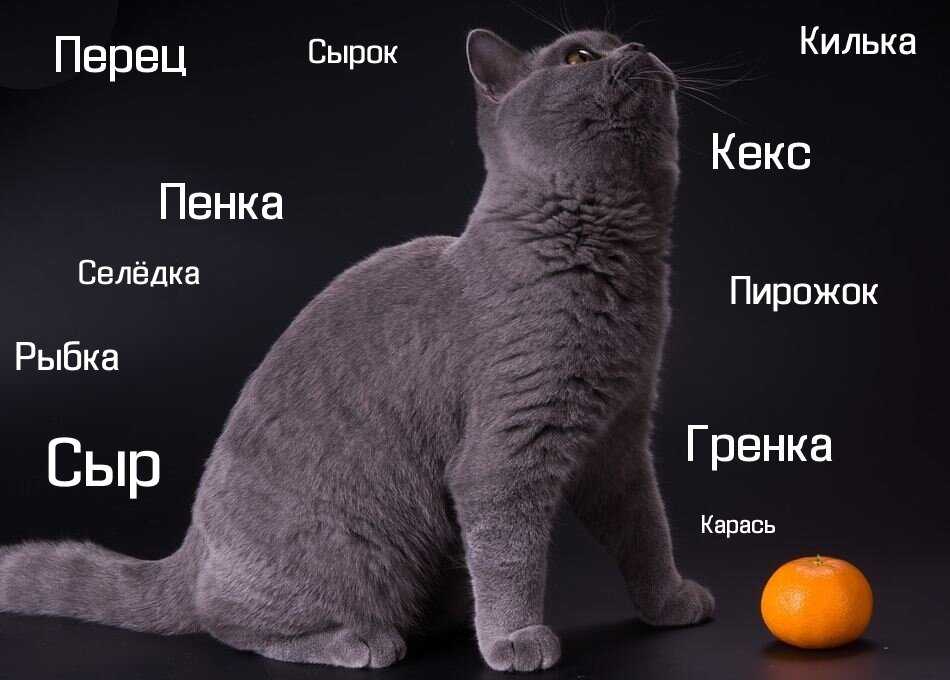 Как назвать трёхцветную кошку или кота: разные варианты выбора имён