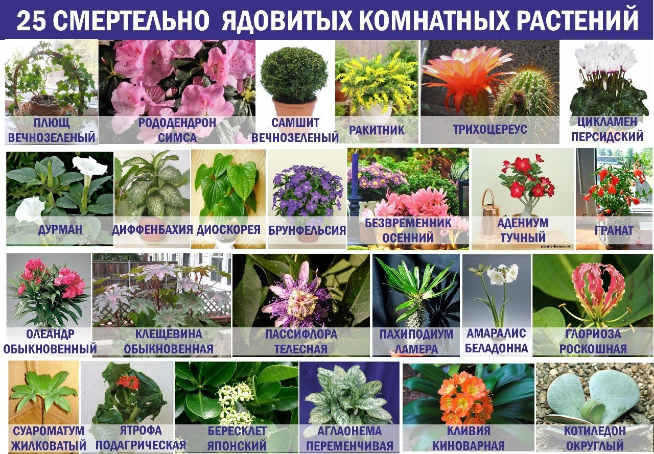 Домашние комнатные растения: как выбрать растения которые безопасны для животных и улучшат экологию дома + видео