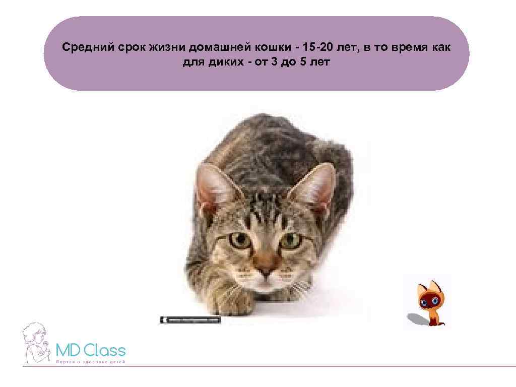 Сколько живут кошки и как можно продлить их жизнь