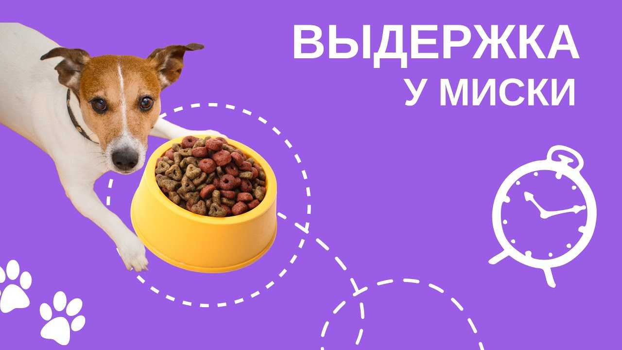 Как отучить собаку подбирать на улице?