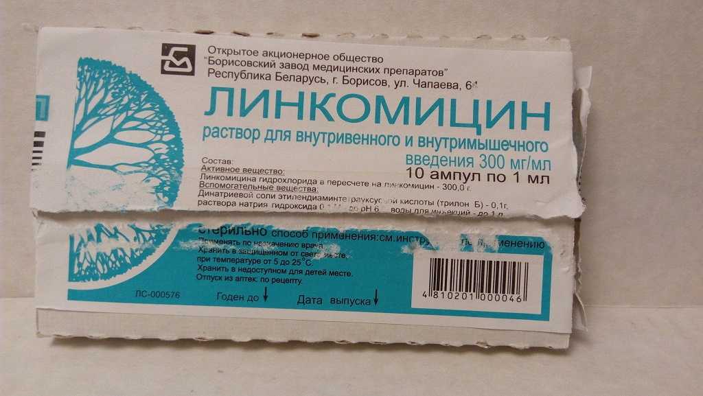 Какие антибиотики можно давать кошкам, список препаратов, дозировка