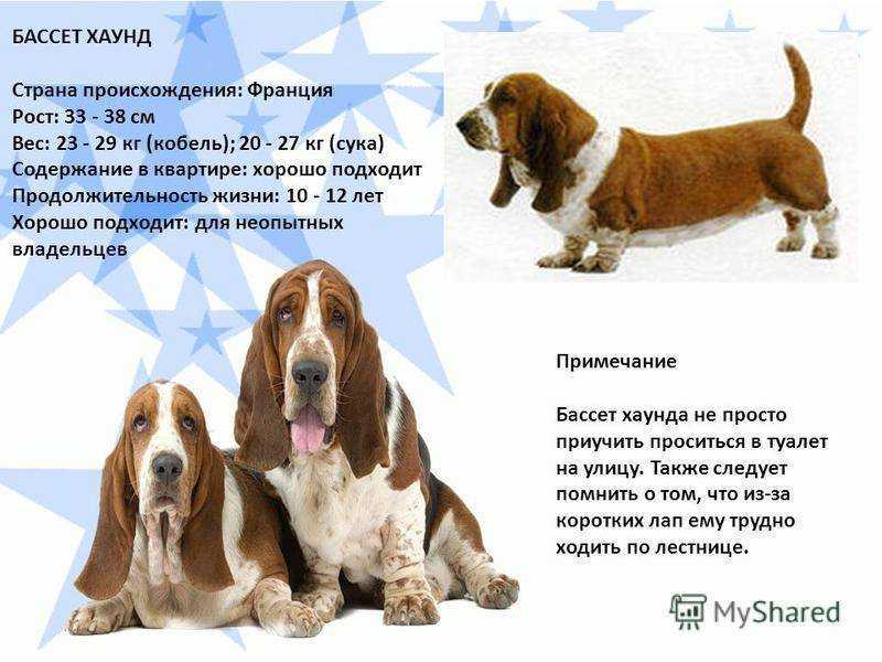 Бассет-хаунд (фото): удачливый охотник и настоящий юморист