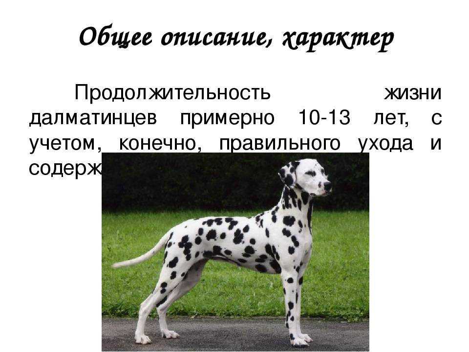 Далматинец - описание породы, характер и происхождение, как ухаживать и чем кормить, другие интересные факты