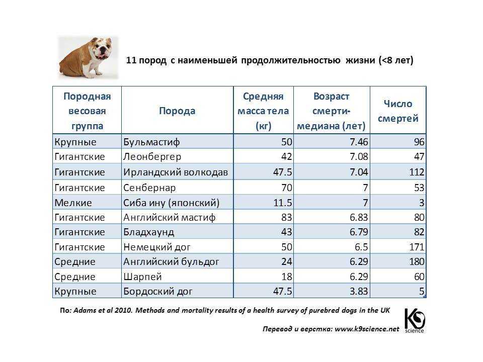 Сколько лет живут собаки. продолжительность жизни собак
сколько лет живут собаки. продолжительность жизни собак
