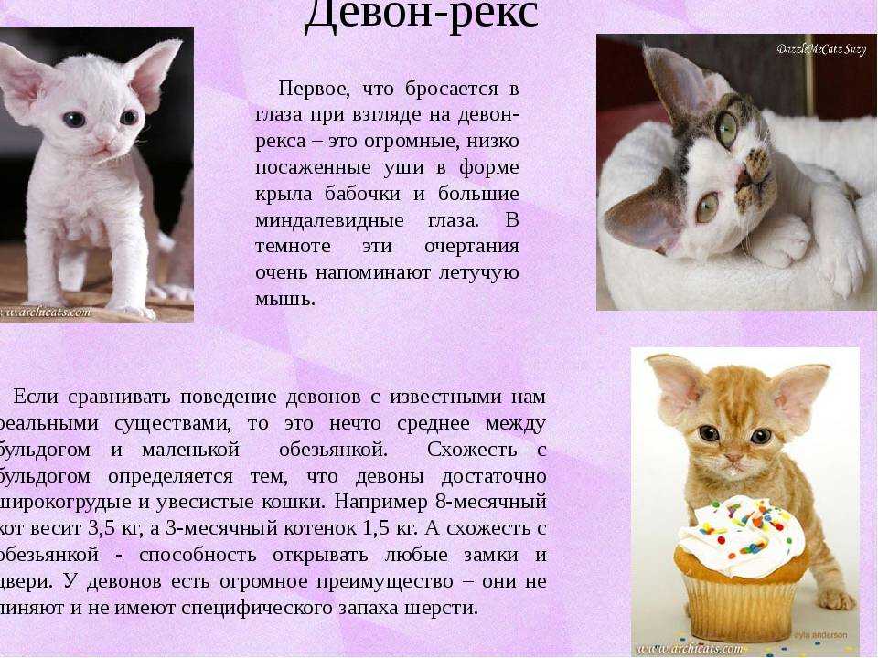 Девон-рекс: описание породы, характер и особенности содержания