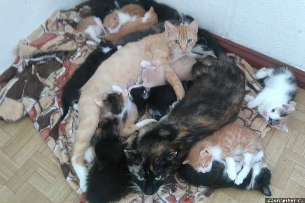 Как найти кота, кошку или котенка в квартире и на улице?