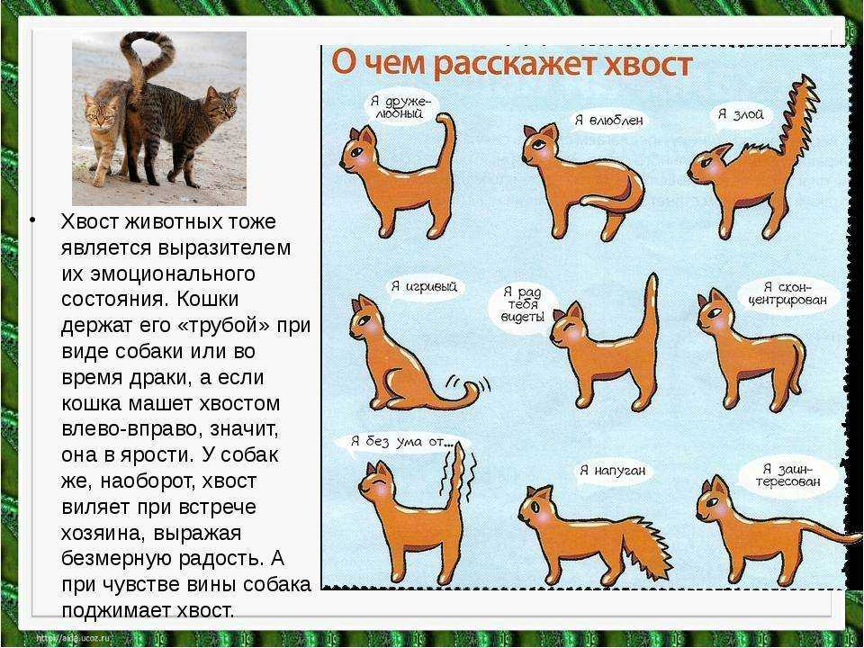 Повадки кошек и особенности поведения в домашних условиях: как понять, что обозначают их привычки?