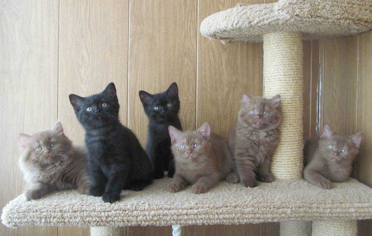 Что означает цвет кошки