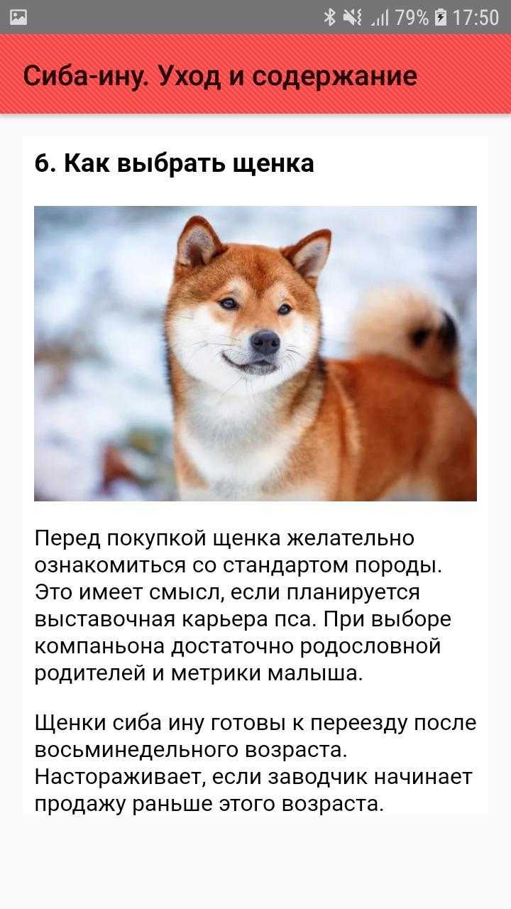 Северная инуитская собака: описание породы, характер, условия содержания | hill's
