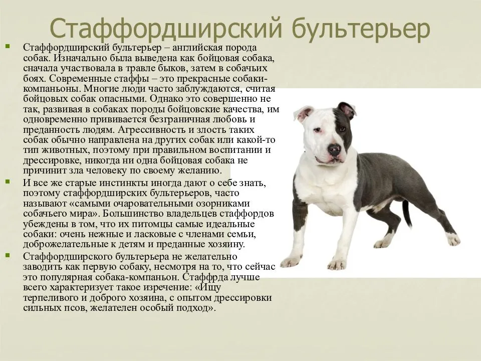 Содержание стафоршиского терьера: описание породы, уход, фото собак