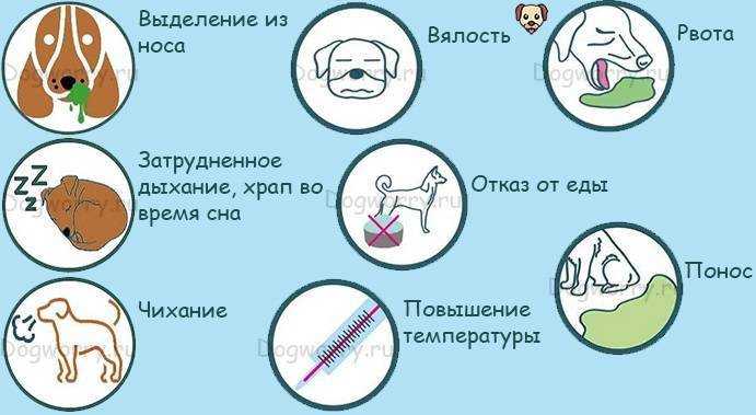 Выделения из носа у кошки: причины и лечение