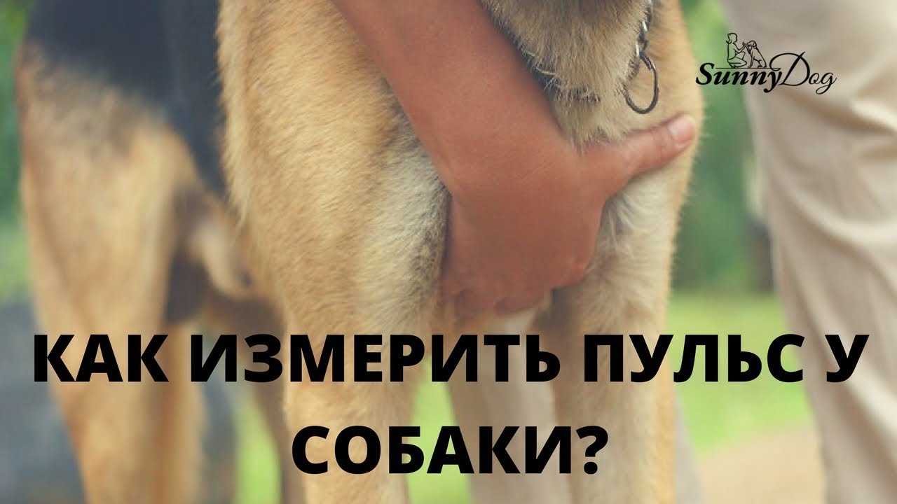 Тахикардия у собаки как помочь