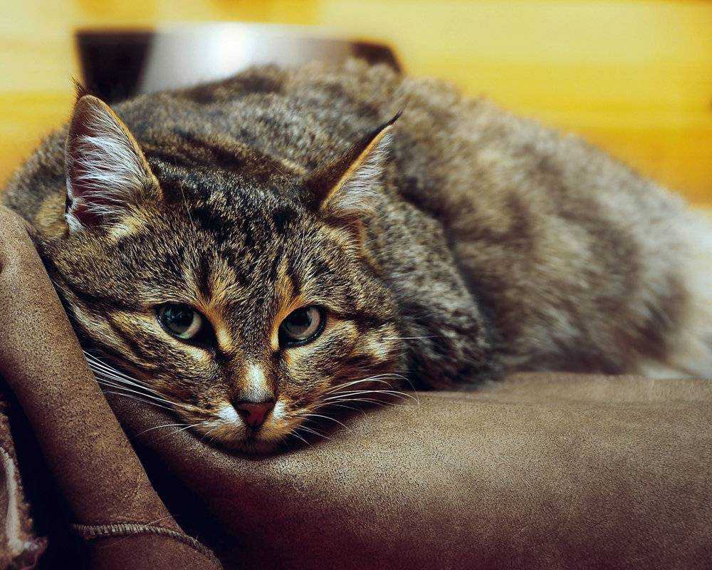 Знают ли кошки, когда вам грустно? знай свои кошачьи эмоции лучше!