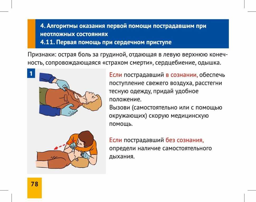 Оказание первой помощи кошке после травм, различных повреждений: требования для организации первой помощи, осмотр места несчастного случая, первичный осмотр, выполнение экстренной по