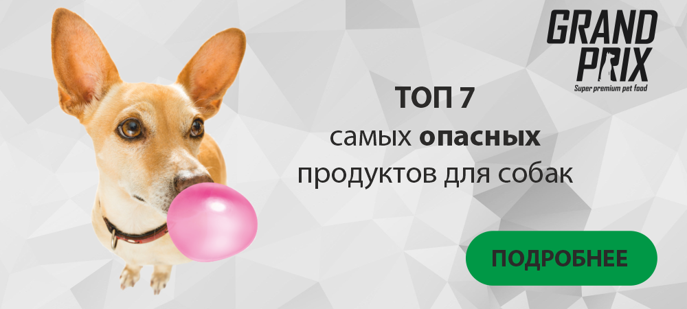Что нельзя давать собакам, о запрещённых продуктах питания.