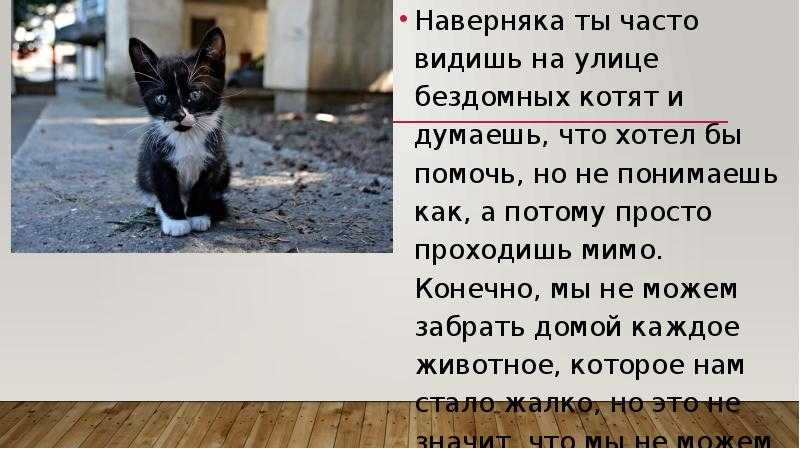 5 вариантов куда пристроить котят от обычной кошки
