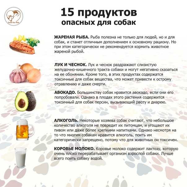 Чем кормить щенка