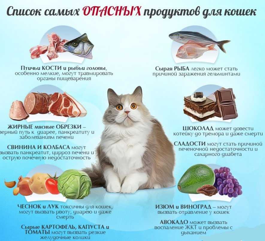 Могут ли кошки-братья размножаться и иметь потомство? | читатель домашних животных