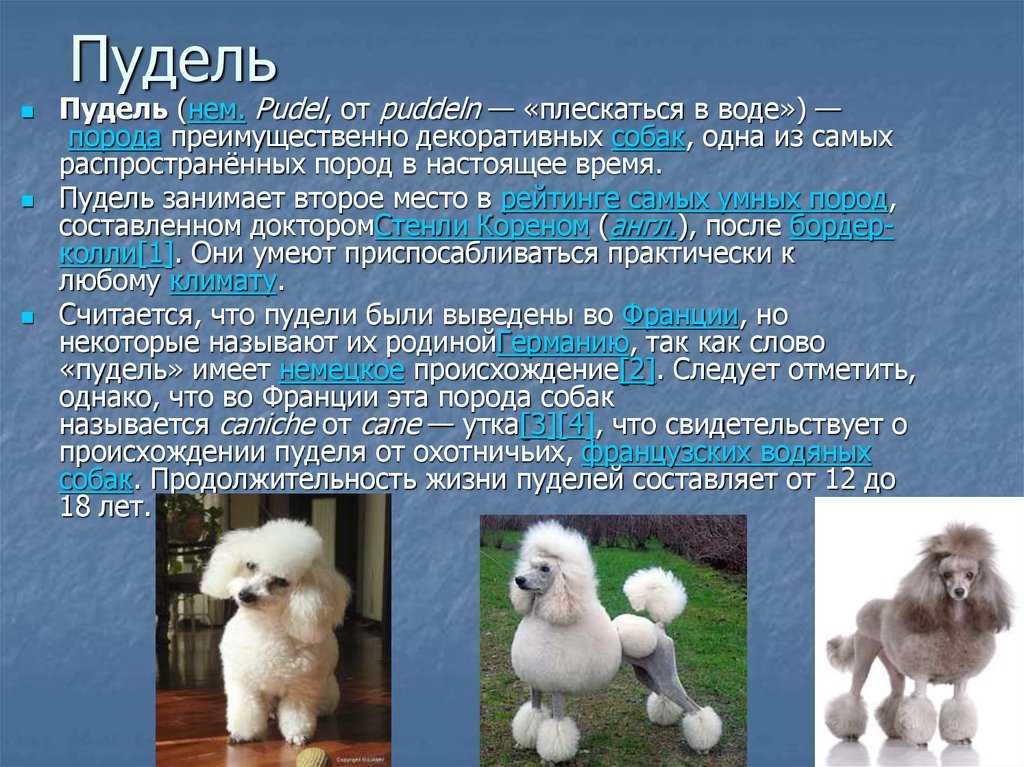 Виды пуделей