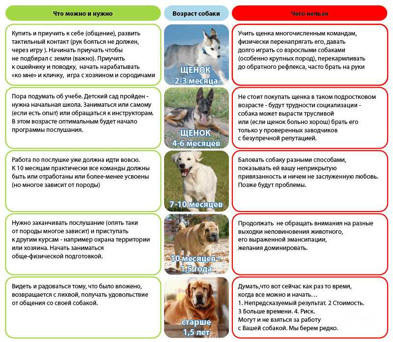 Ранняя социализация щенка