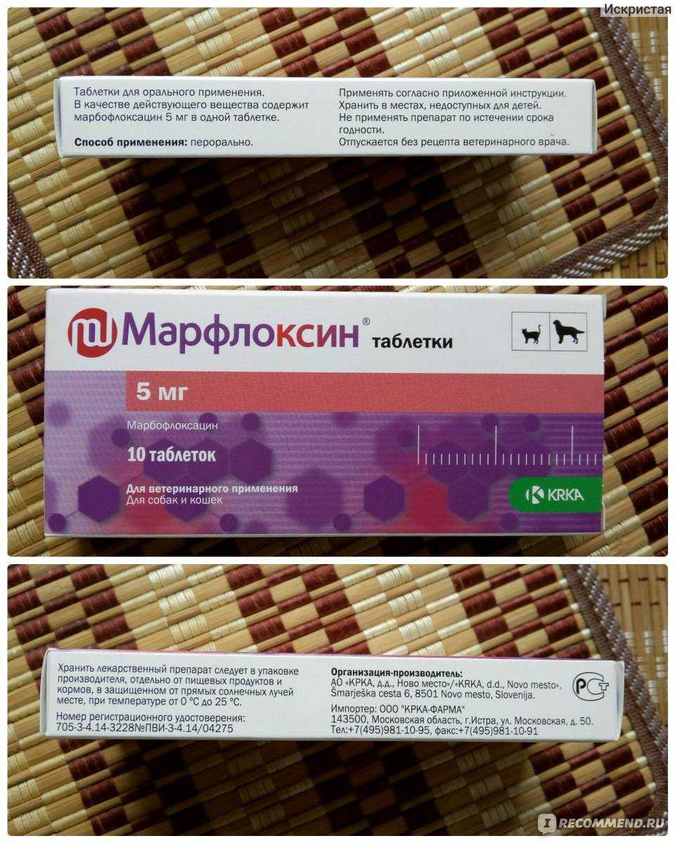 Марфлоксин (марбофлоксацин) для собак и кошек. актуальный противомикробный препарат для ветеринарии