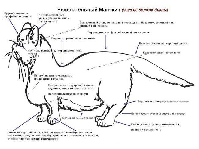 Что такое синдром пловца у котенка
