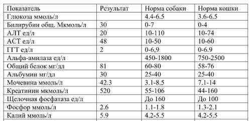 Если у кота уровень глюкозы в крови повышен в течение долгого времени высока вероятность развития сахарного диабета Лечение этого заболевания предполагает комплексный подход