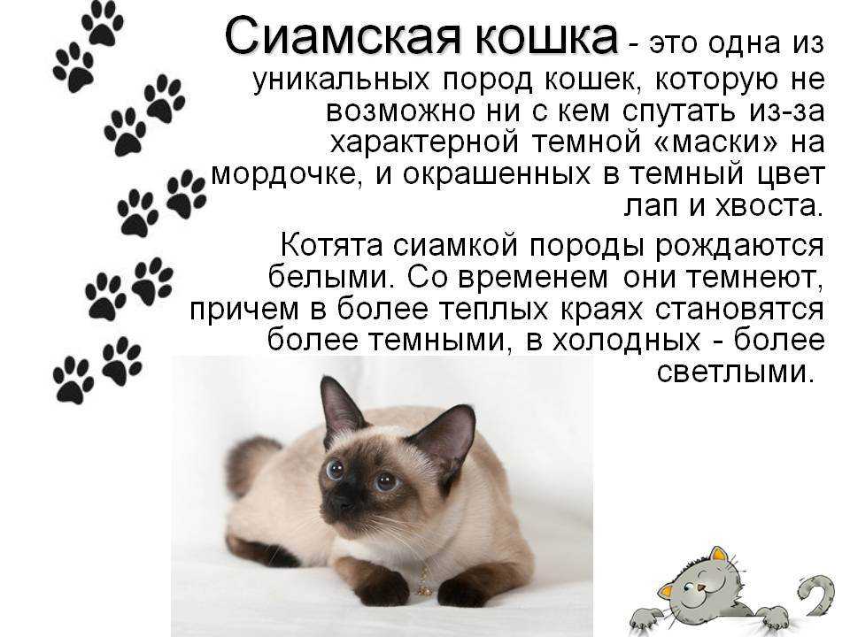 ᐉ сиамская кошка описание породы и характера - zoomanji.ru