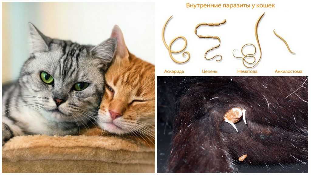 Передозировка глистогонными препаратами у собак и кошек