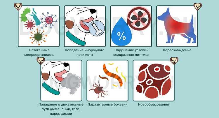 Кашель у собаки как будто подавилась, возможные причины, лечение и способы оказания экстренной помощи