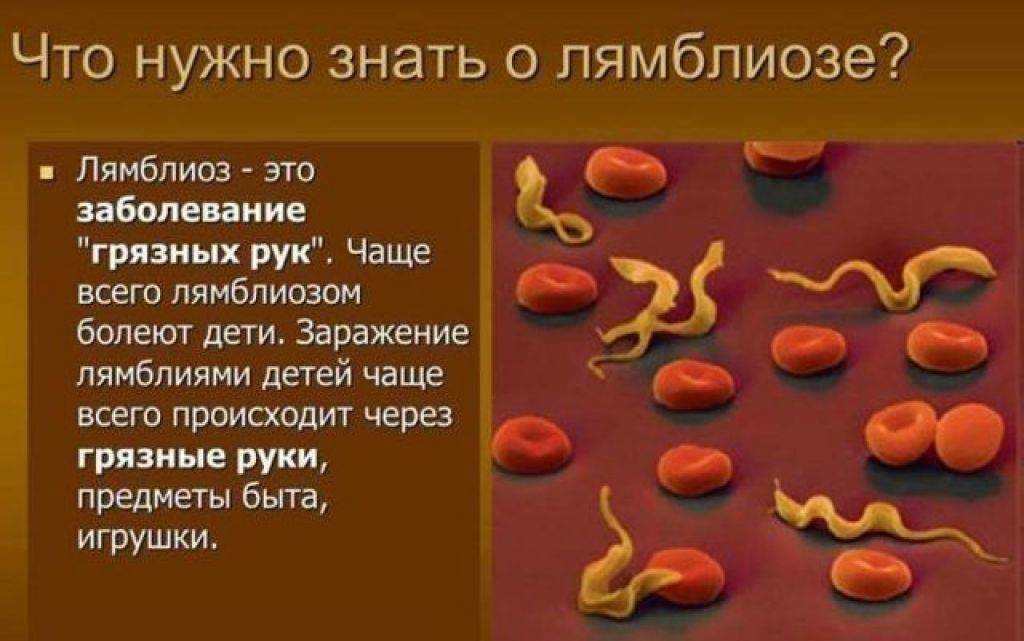 Как лечится лямблиоз у собак