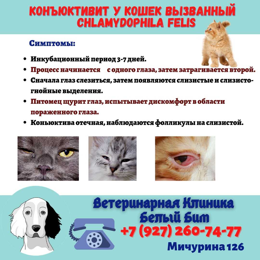 Холангит у кошек симптомы и лечение