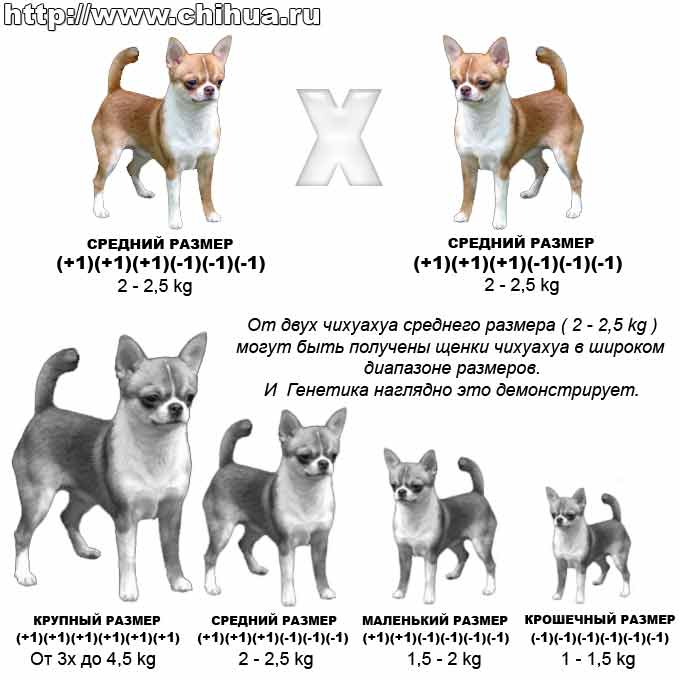 До скольки растут собаки